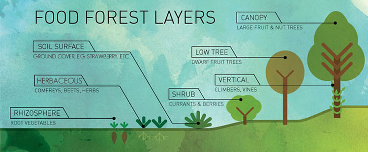 foodforest